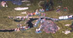 gu�1-vignette.jpg (8764 octets)